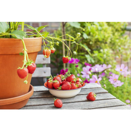 SUM77 Sumin Fertilizer for Strawberries, Wild Strawberries, Raspberries, and Blackberries, Optimal Formula, 1 kg