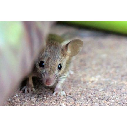 Granular poison for mice, rodents, and rats, 25 ppm, Sumin box, 480 g (4 x 120 g)