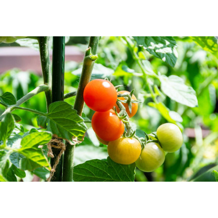 SUM78 Soluble Fertilizer for Tomatoes and Peppers, 250g – Power of Abundance, Bountiful Harvest