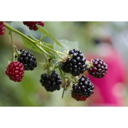 SUM77 Sumin Fertilizer for Strawberries, Wild Strawberries, Raspberries, and Blackberries, Optimal Formula, 1 kg