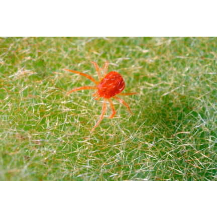 SUM45 INSEKTIZID ORTUS 05 SC 15ML FÜR SPINNMILBENBESPRÜHUNG