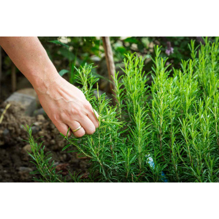 Z3028 ROZMARÝN AROMATICKÁ BYLINA SEMENA TRVALKA 0,1G