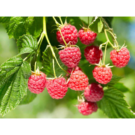 SUM77 Sumin Fertilizer for Strawberries, Wild Strawberries, Raspberries, and Blackberries, Optimal Formula, 1 kg