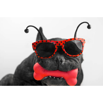 TG56080 Žvýkací kostka s pískátkem DOG TOY