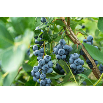 Organic blueberry fertilizer, blueberry granules, organic, natural, Biovita 3 kg