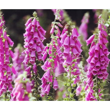 R2184 NAPARSTNICA PURPUROWA MIX dwuletnia nakrapiana Digitalis purpurea