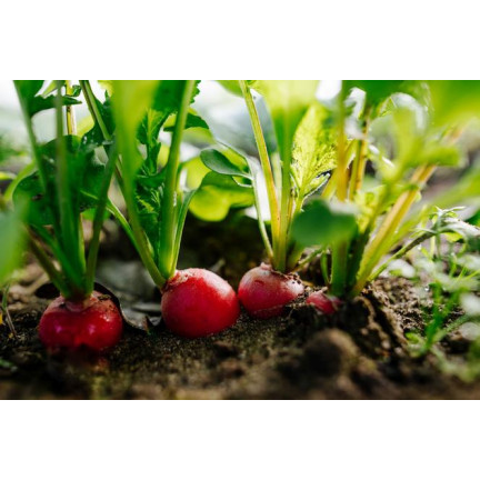 W1194 RADIESCHENSAMEN CARMEN ROT FRÜH MILD NICHT GESCHÄLT 10G