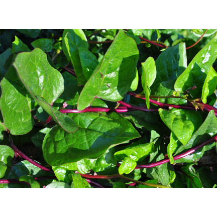 W1284 SZPINAK MALABARSKI PNĄCY jadalny ozdobny leczniczy chrupiący