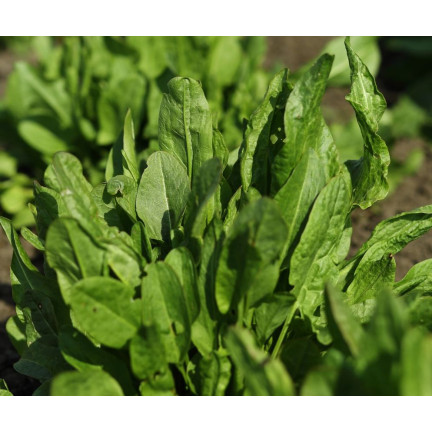 W1232 SZCZAW NASIONA WIELOLETNI WITAMINY ŻELAZO POTAS MROZOODPORNY 3G