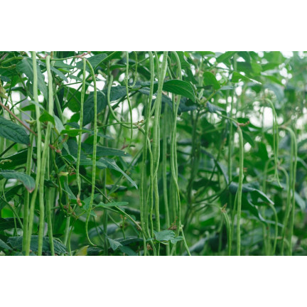W1060 Chinese stringless green beans, tasty long pods, 5g
