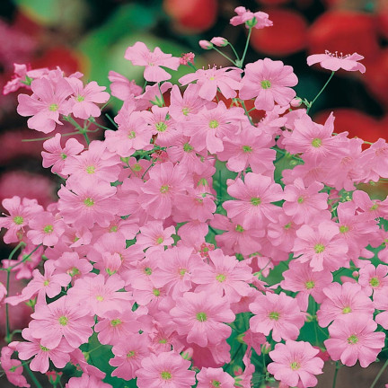 R4591 Pink Gypsophila, 1 g of annual flower seeds