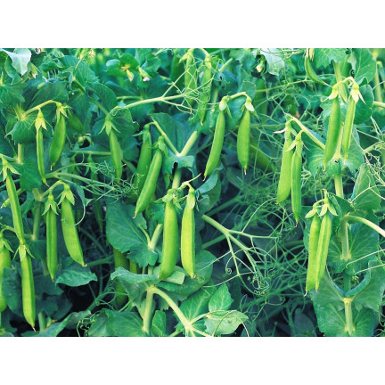 W1062 ZUCKERERBSEN AMBROSIA FRÜHE ERBSEN SAMEN PRODUKTIV 50G