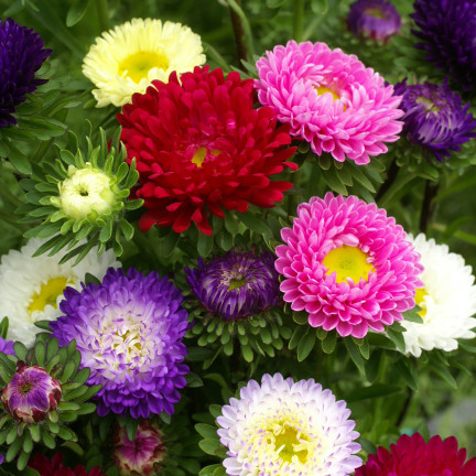R0371 ZWERG-ASTER-MIX 1G SAMEN SAATGUT-MIX ASTRA FÜR BLUMENBEETE