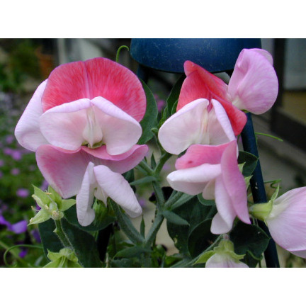 R2116 GROSZEK PACHNĄCY NASIONA MIX 3G JEDNOROCZNA PNĄCA PASTELOWE KOLORY