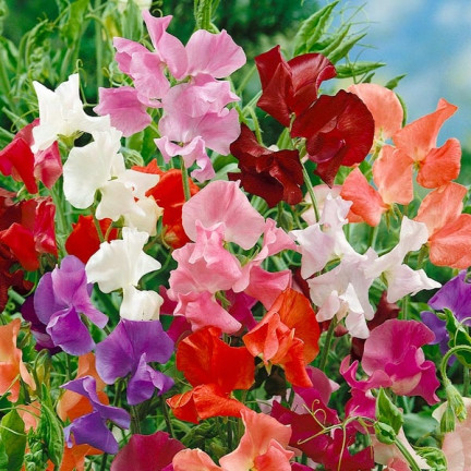 R2116 GROSZEK PACHNĄCY NASIONA MIX 3G JEDNOROCZNA PNĄCA PASTELOWE KOLORY