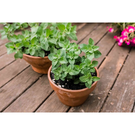 Z3026 OREGANO OREGANO BYLINNÁ SEMENA AROMATICKÁ BYLINA DO KAŽDÉ KUCHYNĚ 0,5G