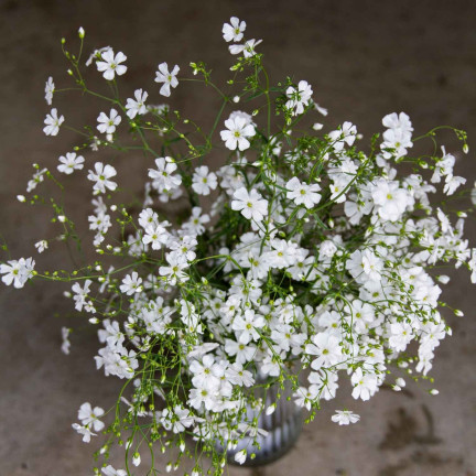 R4584 GYPSOPHILA WEISS 1G GYPSOPHILA SAMEN BLUMEN FÜR BLUMENBEETE STEINGÄRTEN