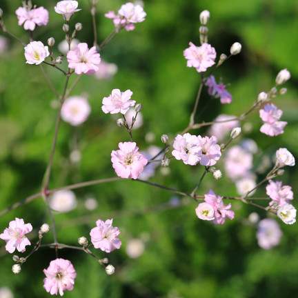R4591 RAFFINIERT ROSA GYPSOPHILA 1G BLUME SAMEN JÄHRLICH