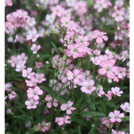 R4591 RAFFINIERT ROSA GYPSOPHILA 1G BLUME SAMEN JÄHRLICH