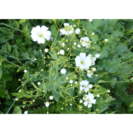R4584 GYPSOPHILA WEISS 1G GYPSOPHILA SAMEN BLUMEN FÜR BLUMENBEETE STEINGÄRTEN