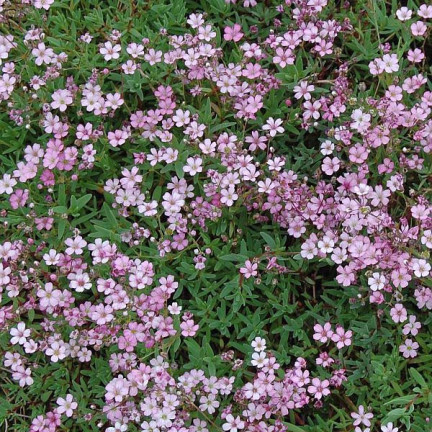 R4591 RAFFINIERT ROSA GYPSOPHILA 1G BLUME SAMEN JÄHRLICH