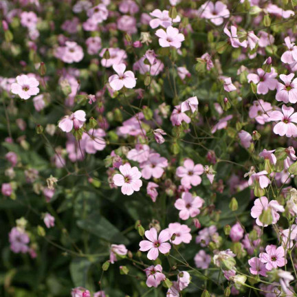 R4591 RAFFINIERT ROSA GYPSOPHILA 1G BLUME SAMEN JÄHRLICH