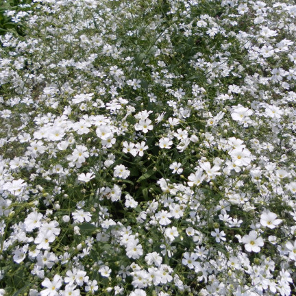 R4584 GYPSOPHILA WEISS 1G GYPSOPHILA SAMEN BLUMEN FÜR BLUMENBEETE STEINGÄRTEN