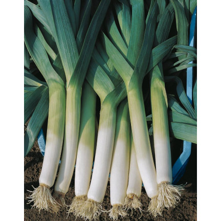 W1177 LAUCH SAMEN BLAUWGROENE WINTERTYP ALASKA SPÄTFROSTHART 1G