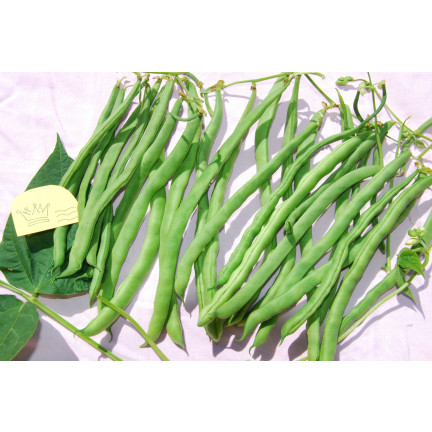 W1046 FAZOLE MUNGO ZELENÉ LUSKY HILDS NECKARKÖNIGIN FAZOLE SEMENA 10G