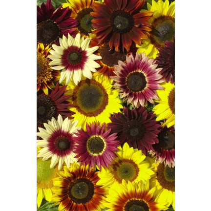 R4232 Ornamental Sunflower Mix (multi-stemmed), 2 g seeds, annual honey plant