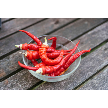 W1137 DE CAYENNE HOT CHILLI PFEFFERSAMEN PIKANT 0,5G