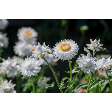 R4126 Weiße Decke Garten Blumen Samen Toraf 0.5g
