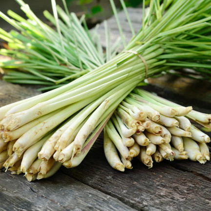 Z3034 SEMÍNKA BYLINY CITRONOVÉ TRÁVY ZDRAVOTNÍ VLASTNOSTI 0,1G