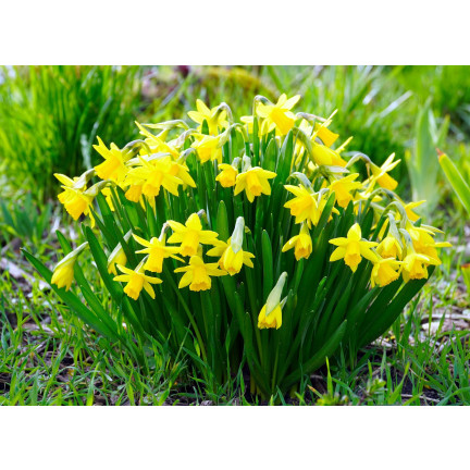 CEB9 NARZISSE NARZISSE SÜSSE BLUMENZWIEBEL BLUMENZWIEBELN
