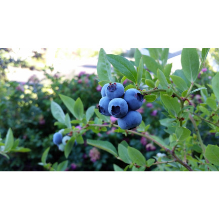 SUM80 Soluble Blueberry Fertilizer 