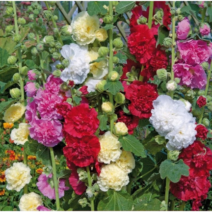 R2825 GARTENMALVE VOLLMISCHUNG 1G MALVENSAMEN
