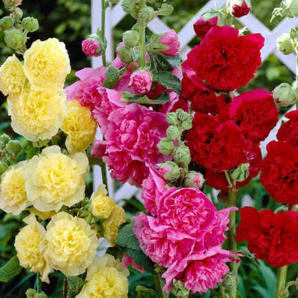 R2825 GARTENMALVE VOLLMISCHUNG 1G MALVENSAMEN