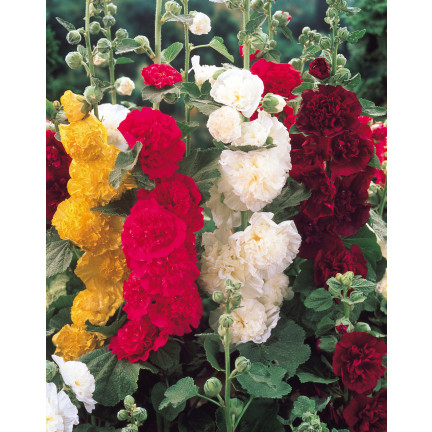 R2825 GARTENMALVE VOLLMISCHUNG 1G MALVENSAMEN