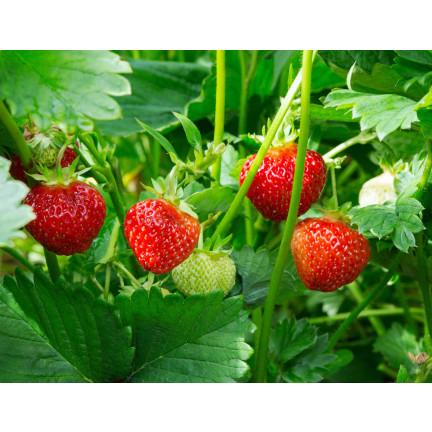 Organic fertilizer for strawberries and raspberries, natural, organic, granules, Biovita, 3 kg