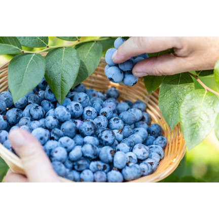 Organic blueberry fertilizer, blueberry granules, organic, natural, Biovita 3 kg