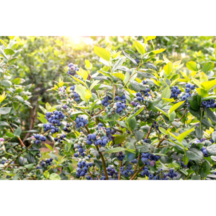 SUM81 Eco-Friendly Blueberry Fertilizer – Organic Granular Blueberry Fertilizer, 1 kg