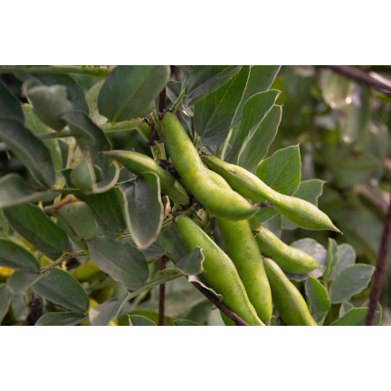 W1006 SEMENA WINDSORSKÝ BÍLÝ BOB STŘEDNĚ RANÝ VELMI PLODNÝ 50G