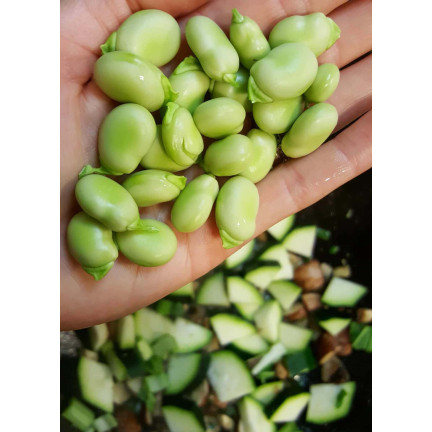 W1006 SEMENA WINDSORSKÝ BÍLÝ BOB STŘEDNĚ RANÝ VELMI PLODNÝ 50G