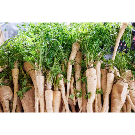 W1148 PETRŽEL KOŘENOVÁ PETRŽEL SEMENA RANÁ ZELENINA 5G