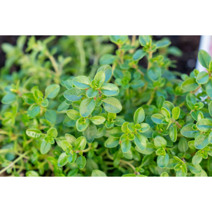Z3035 TYMIÁN SPRÁVNÁ SEMENA BYLIN KOŘENÍ AROMATICKÉ 0,3G