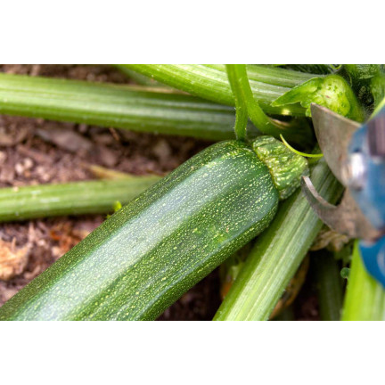 W1031 ZUCCHINISAMEN ZUCCHINI KÜRBIS NEFERTITI GEMÜSE GRÜN LECKER 3G