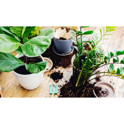 BIO15 BIO-UNIVERSALERDE FÜR BLUMEN PFLANZEN 10L MIT DÜNGER