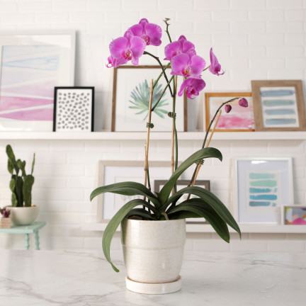 BIO8 NATÜRLICHES ORCHIDEENZUCHTMEDIUM 3L BIOVITA