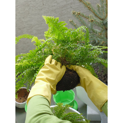 Zemina pro kapradiny, rostlinný substrát obohacený hnojivem, optimální složení, dobré proudění vzduchu, Biovita 5l