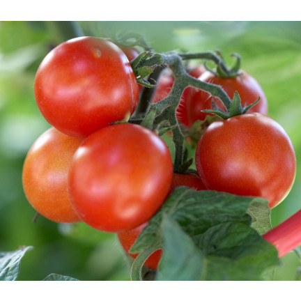 Organic fertilizer for tomatoes, BIO granules, natural, Biovita 3 kg